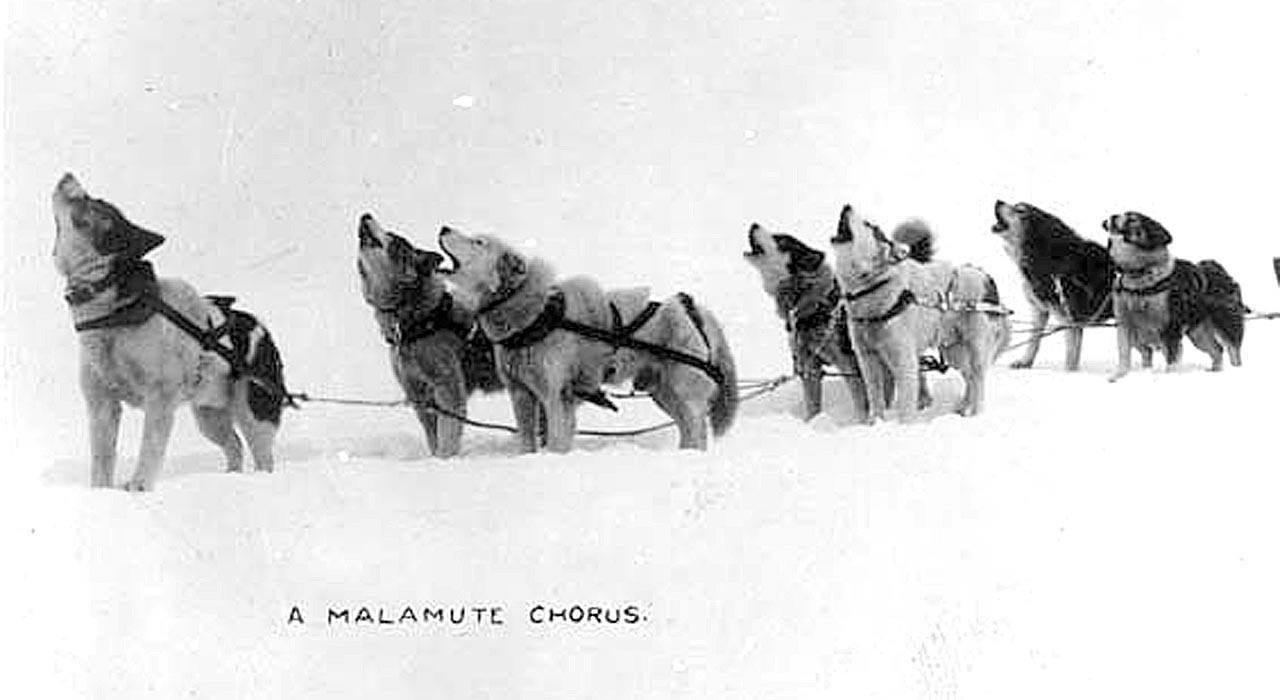 alaskan-malamute-chorus
