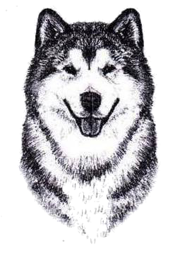 Alaskan Malamute