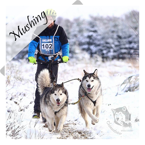 Fotogalerij Mushing