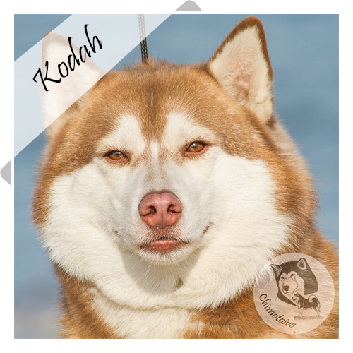 Kodah Husky
