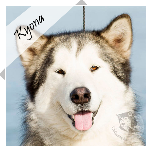 Kyona Alaskan Malamute