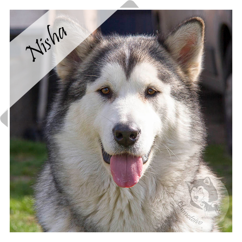 Nisha Alaskan Malamute