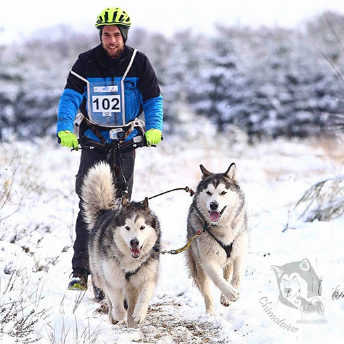 Chimotoivo Mushing