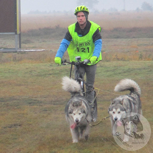Chimotoivo Mushing