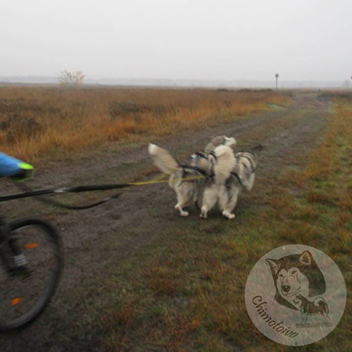 Chimotoivo Mushing