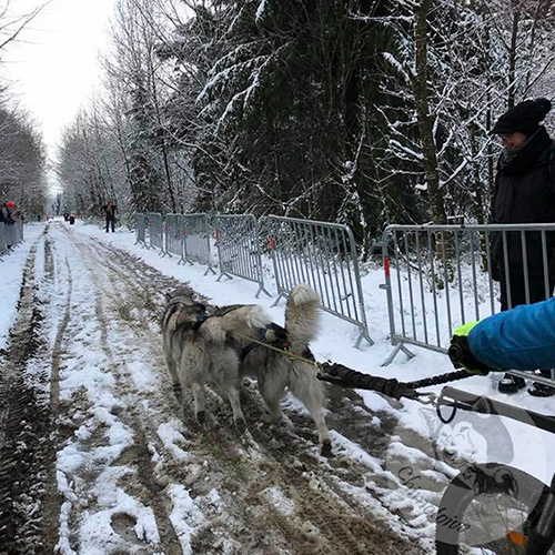 Chimotoivo Mushing