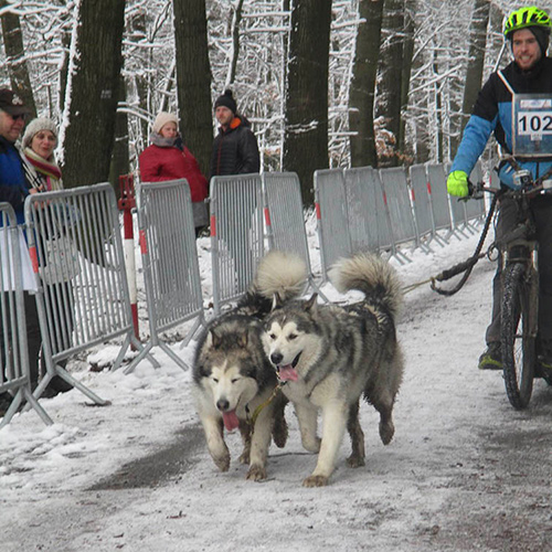 Chimotoivo Mushing