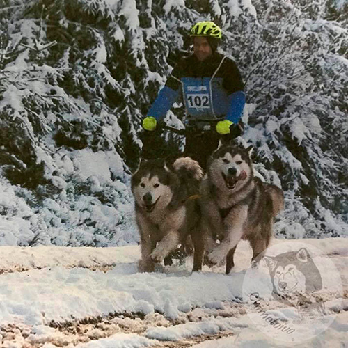 Chimotoivo Mushing